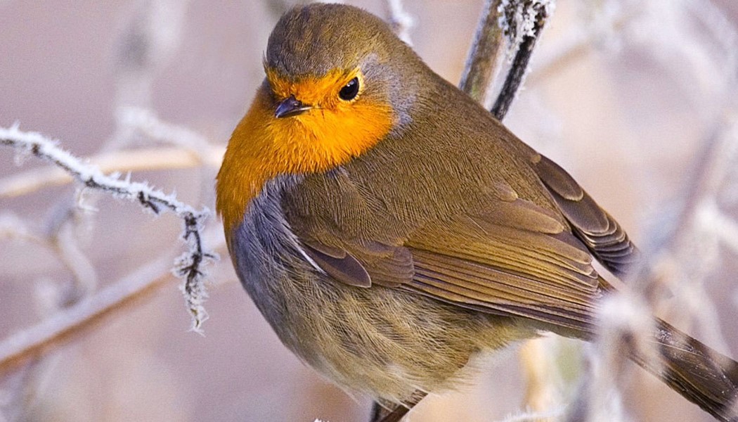 малиновка10