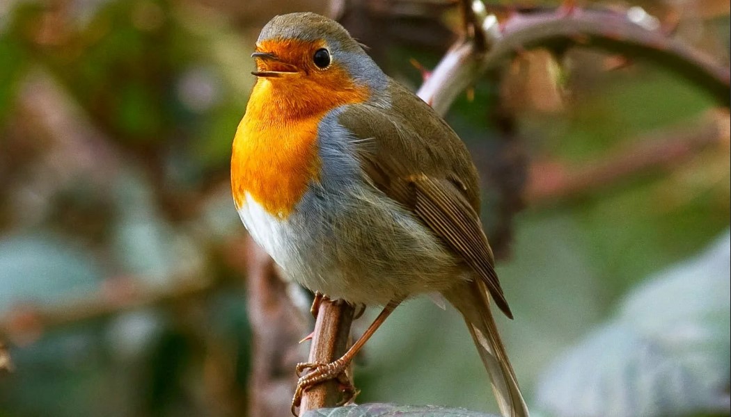 малиновка23