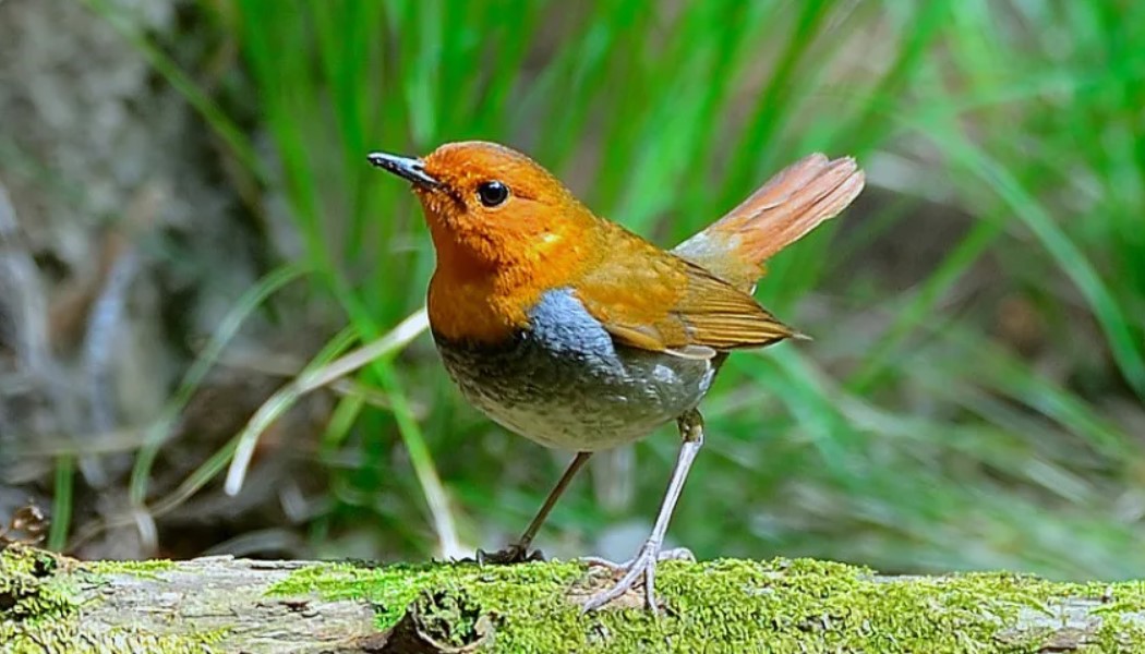 малиновка25