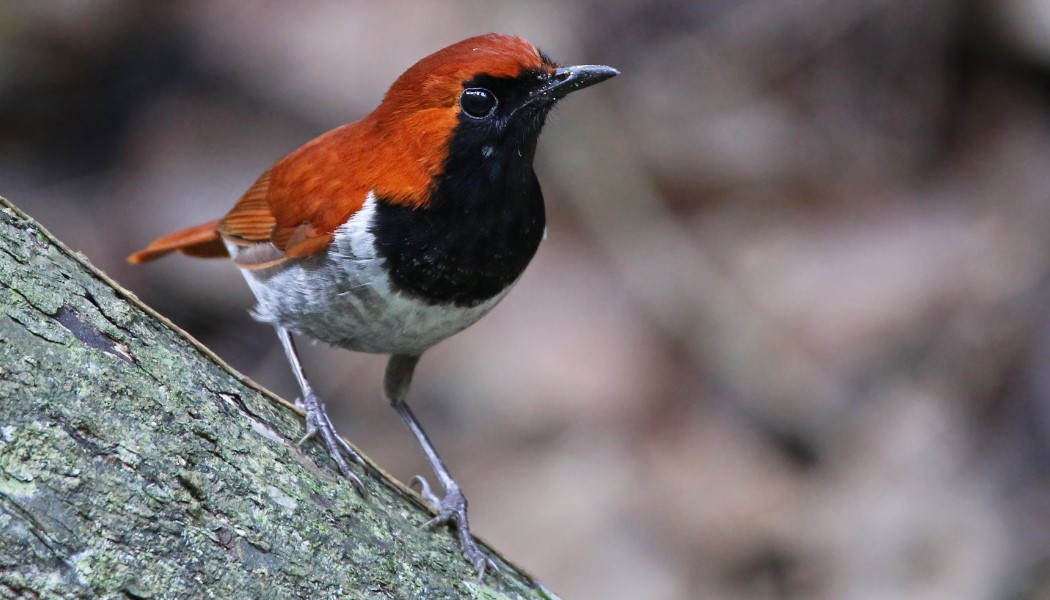 малиновка26