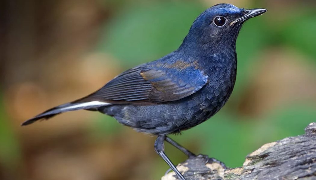 малиновка27