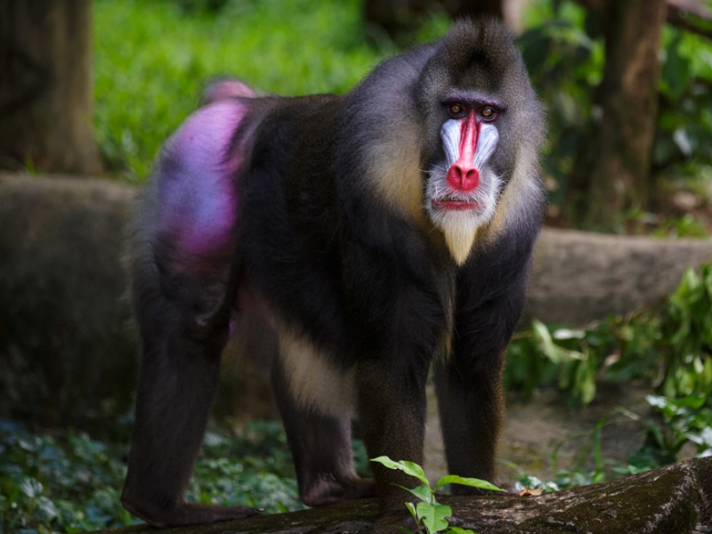 Мандрил животных Мандрил животных