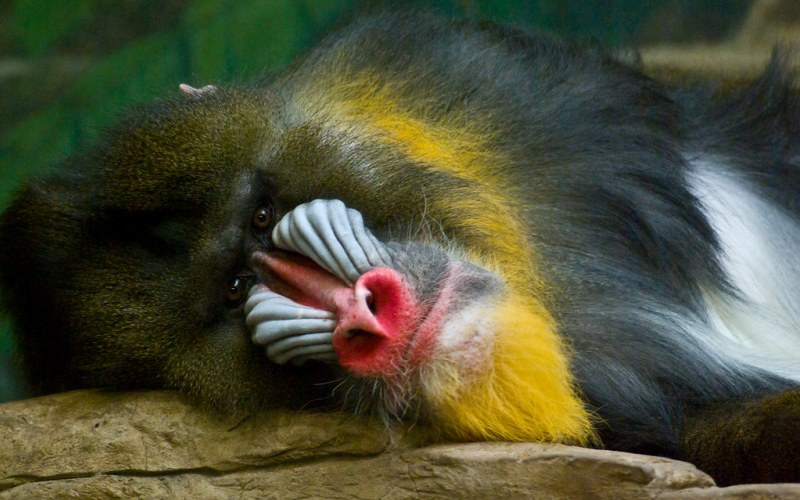 Мандрил лицо