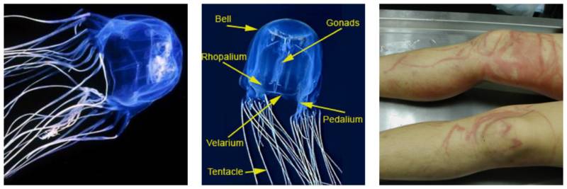 Морская оса - где обитает самая опасная в мире медуза, описание, размеры, яд