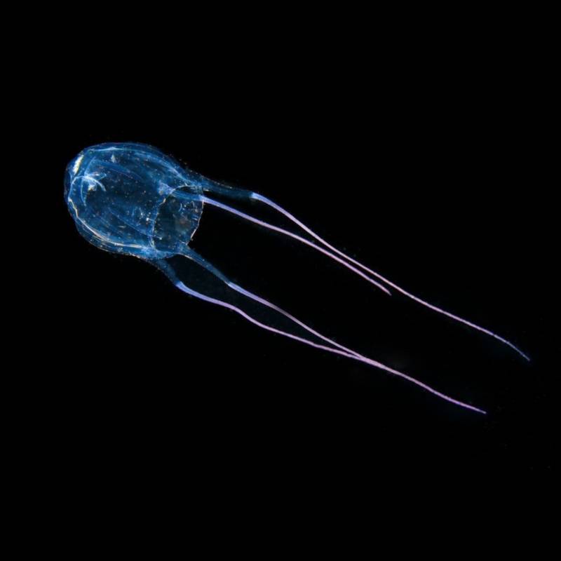 Морская оса - где обитает самая опасная в мире медуза, описание, размеры, яд