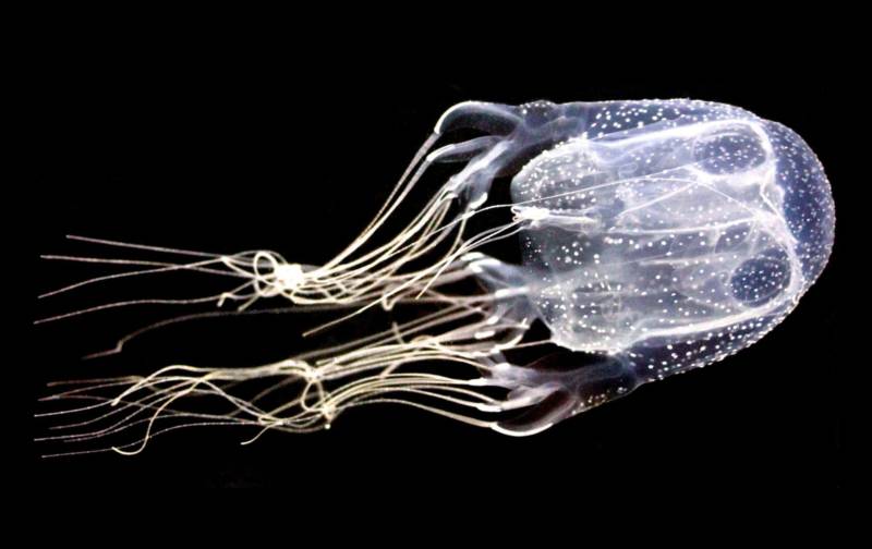 Морская оса - где обитает самая опасная в мире медуза, описание, размеры, яд