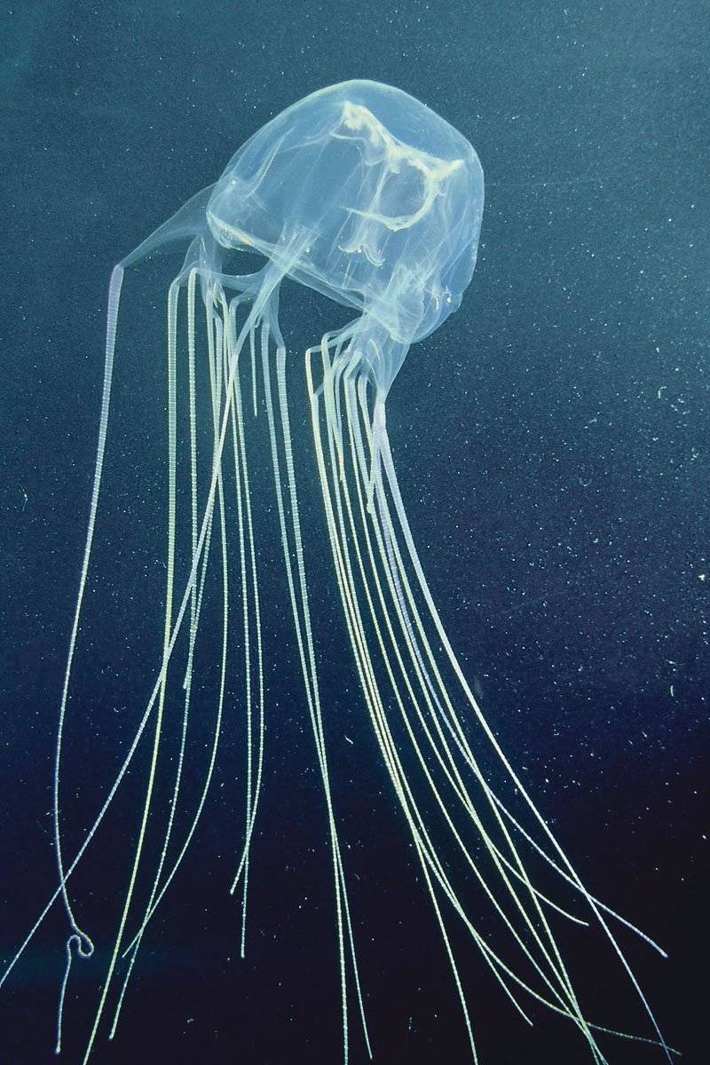 Морская оса - где обитает самая опасная в мире медуза, описание, размеры, яд