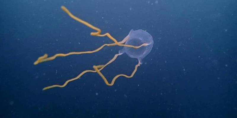Морская оса - где обитает самая опасная в мире медуза, описание, размеры, яд