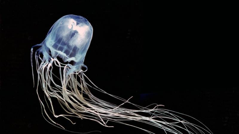 Морская оса - где обитает самая опасная в мире медуза, описание, размеры, яд