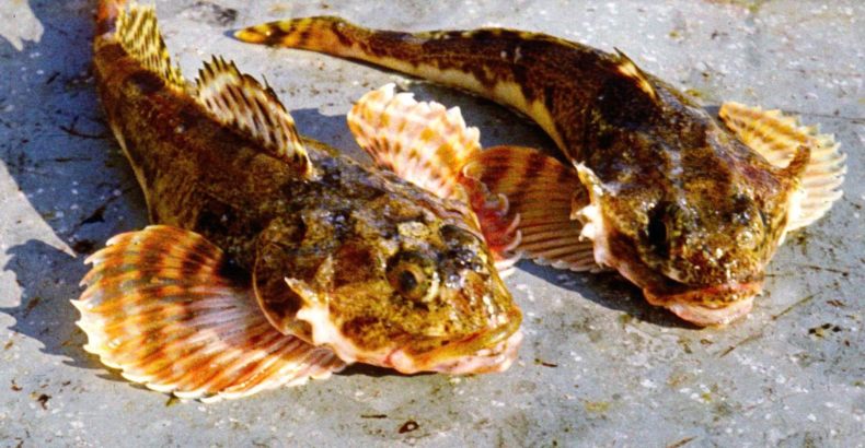 морской Бычок-25.jpg