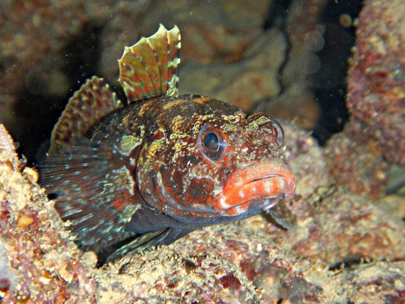 морской-бычок-29.jpg