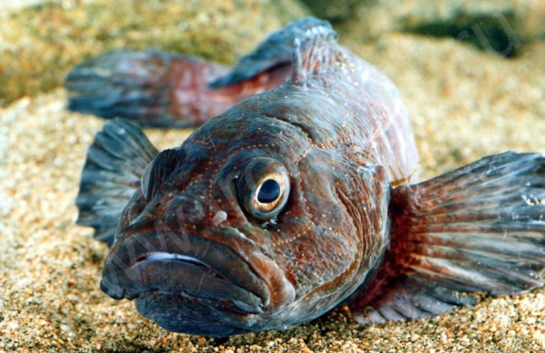 морской Бычок-30.jpg