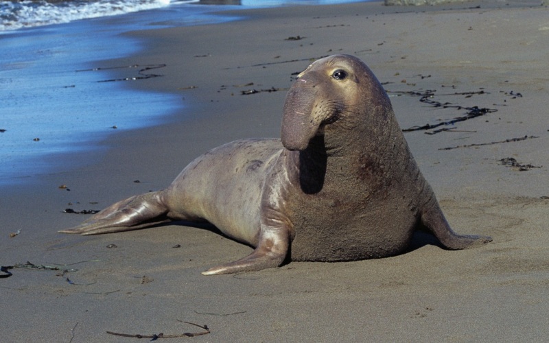Животное морской слон Животное морской слон