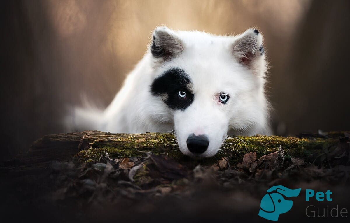 Нос якутской лайки Нос якутской лайки