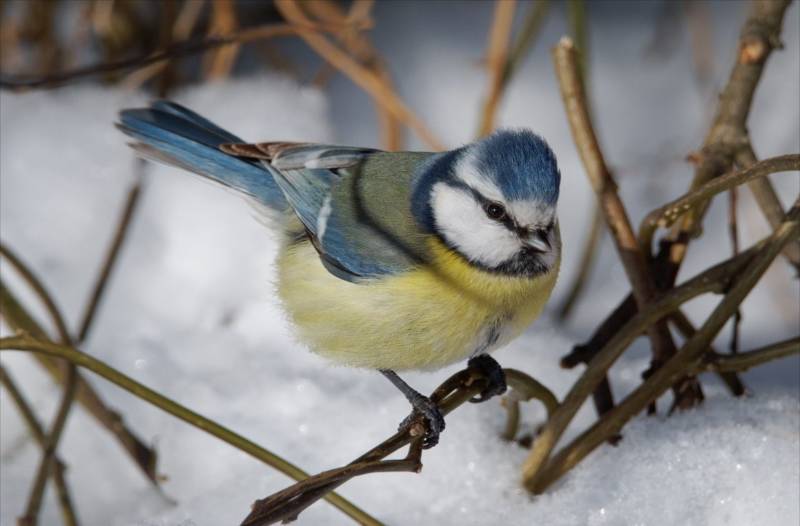 Синица лазоревка - птица в голубой шапочке