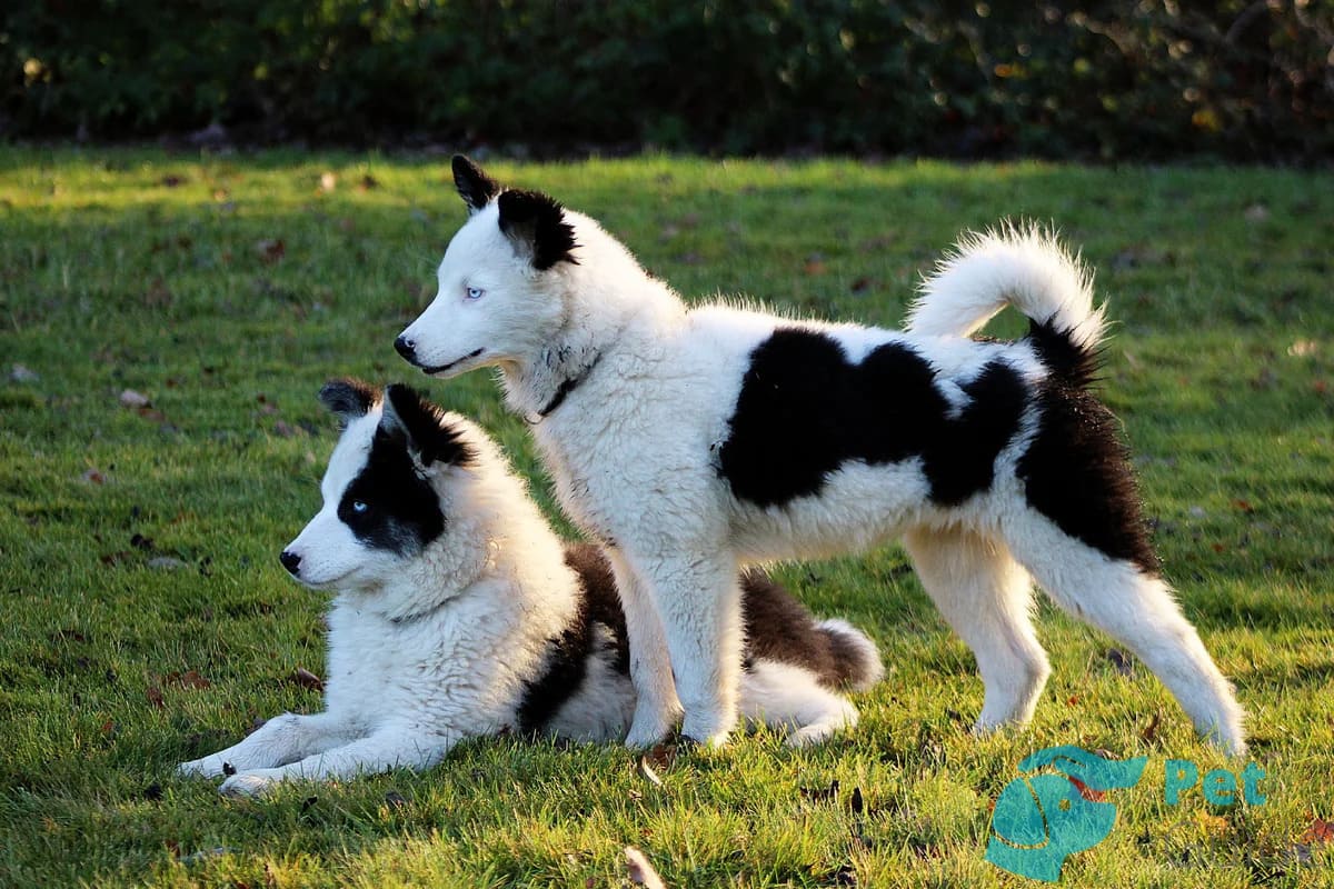 Окрас якутской лайки Окрас якутской лайки
