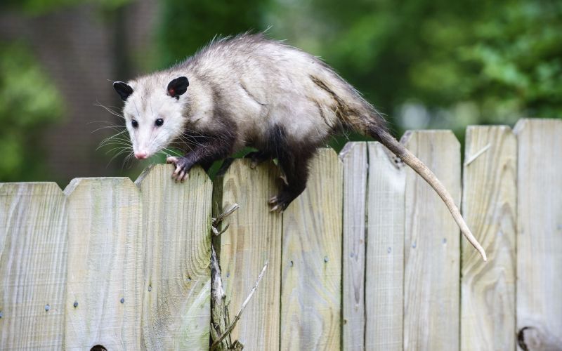 На заборе На заборе