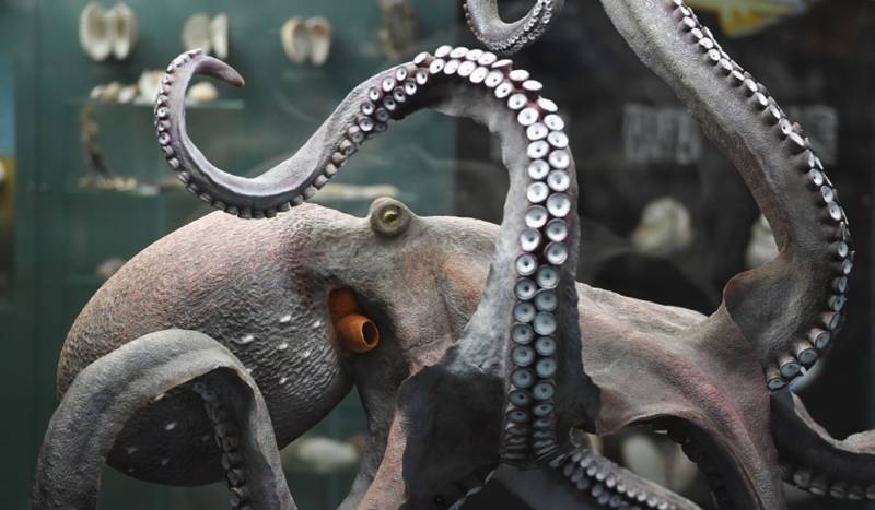 Осьминог - описание, размеры, где обитает, питание, сколько живет