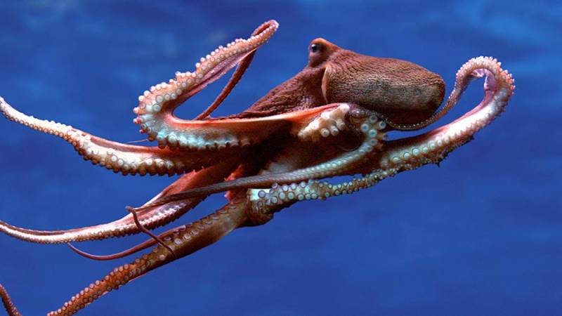 Осьминог - описание, размеры, где обитает, питание, сколько живет