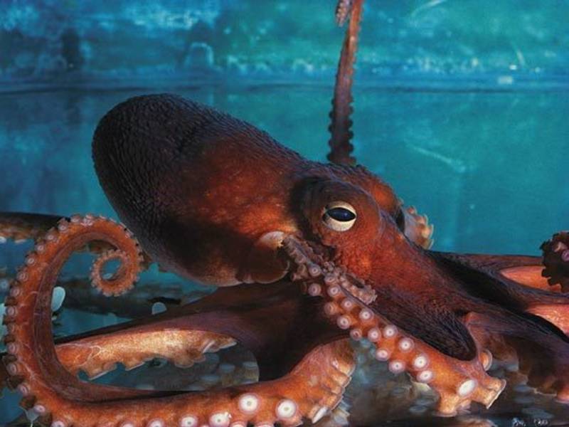 Осьминог - описание, размеры, где обитает, питание, сколько живет