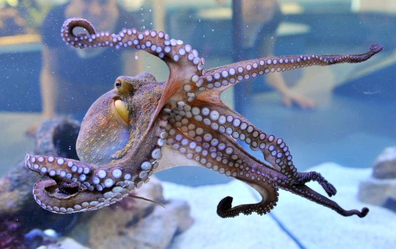 Осьминог - описание, размеры, где обитает, питание, сколько живет