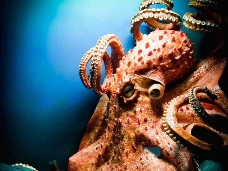 Осьминог - описание, размеры, где обитает, питание, сколько живет