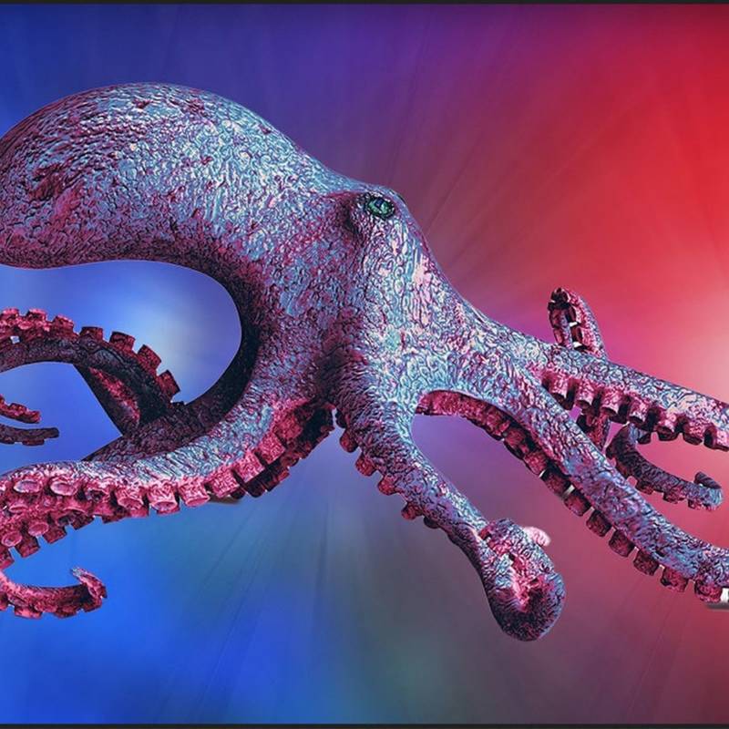 Осьминог - описание, размеры, где обитает, питание, сколько живет