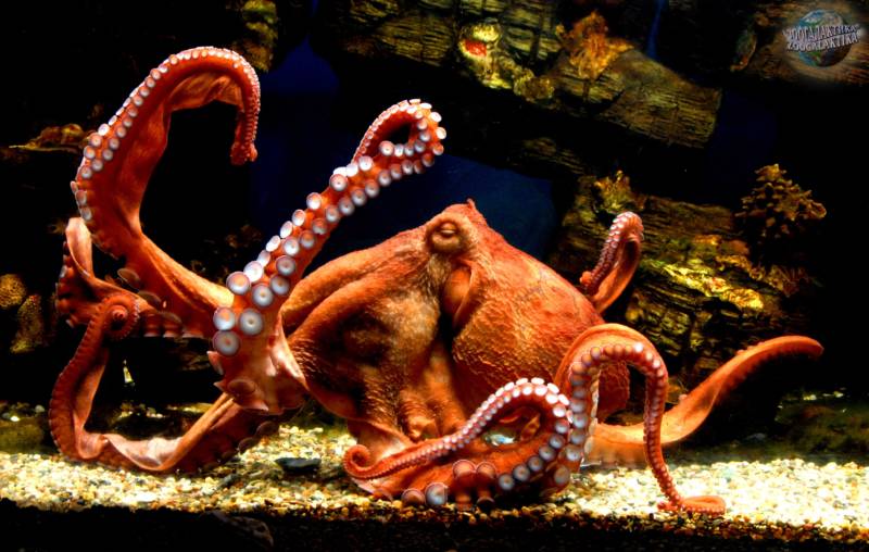 Осьминог - описание, размеры, где обитает, питание, сколько живет