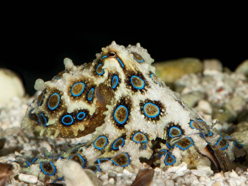 Осьминог - описание, размеры, где обитает, питание, сколько живет