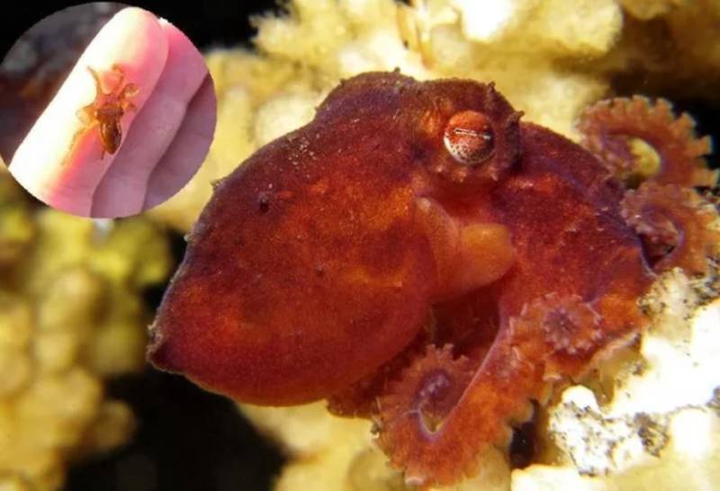 Осьминог - описание, размеры, где обитает, питание, сколько живет