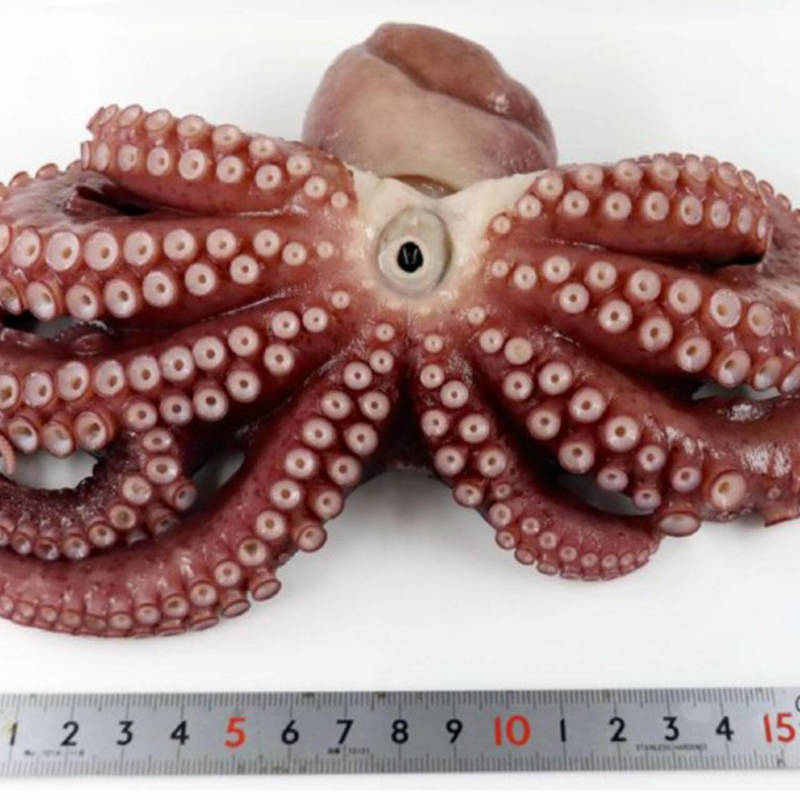 Осьминог - описание, размеры, где обитает, питание, сколько живет