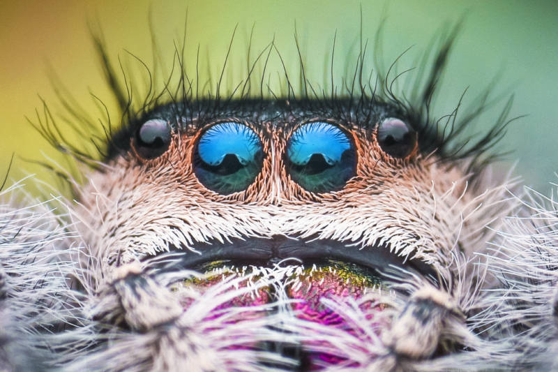 Паук скакун  - описание, виды, размеры, чем питается, строение, где обитает