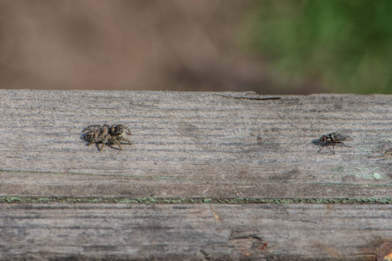 Паук скакун  - описание, виды, размеры, чем питается, строение, где обитает