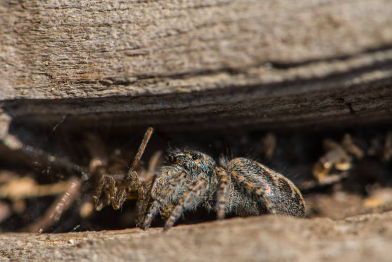 Паук скакун  - описание, виды, размеры, чем питается, строение, где обитает