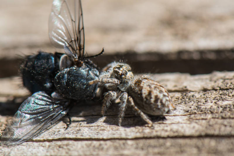 Паук скакун  - описание, виды, размеры, чем питается, строение, где обитает