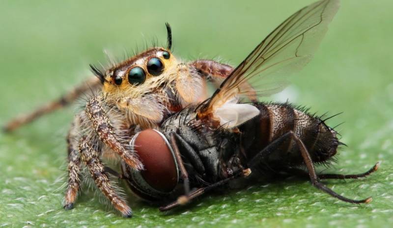 Паук скакун  - описание, виды, размеры, чем питается, строение, где обитает