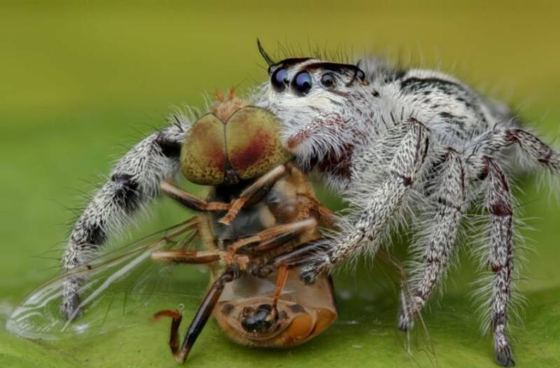 Паук скакун  - описание, виды, размеры, чем питается, строение, где обитает