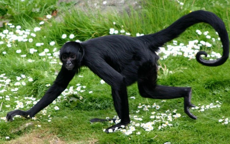 Необычная обезьяна Необычная обезьяна