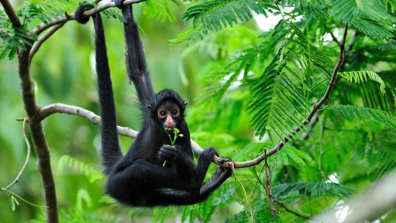 Ест растение Ест растение