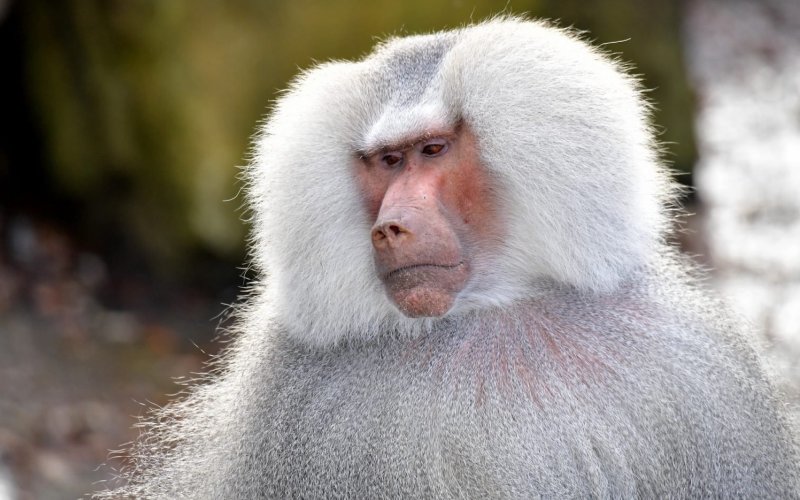 Голова бабуина Голова бабуина