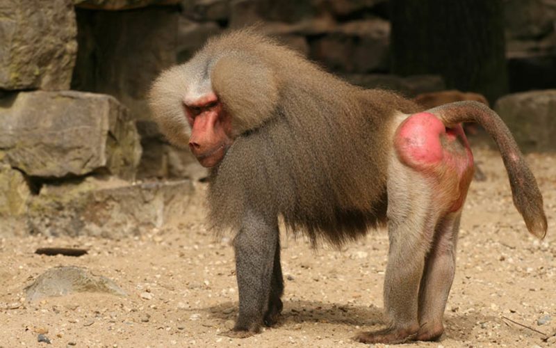 В зоопарке В зоопарке