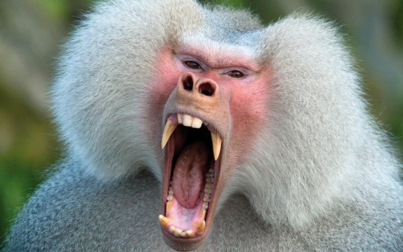 Злой бабуин Злой бабуин