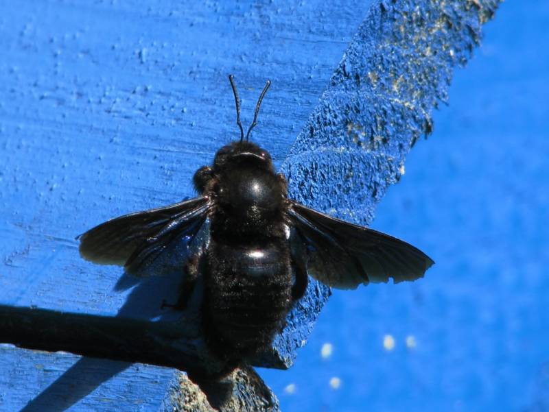 Пчела-плотник: описание, где обитает, чем питается, подвиды, цвета, интересные факты