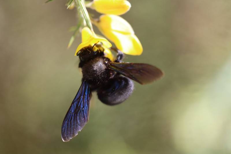 Пчела-плотник: описание, где обитает, чем питается, подвиды, цвета, интересные факты