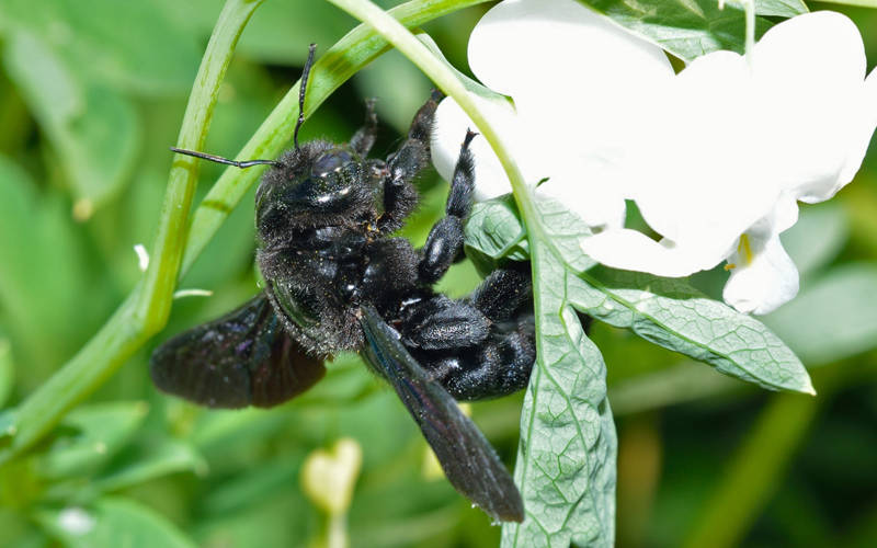 Пчела-плотник: описание, где обитает, чем питается, подвиды, цвета, интересные факты