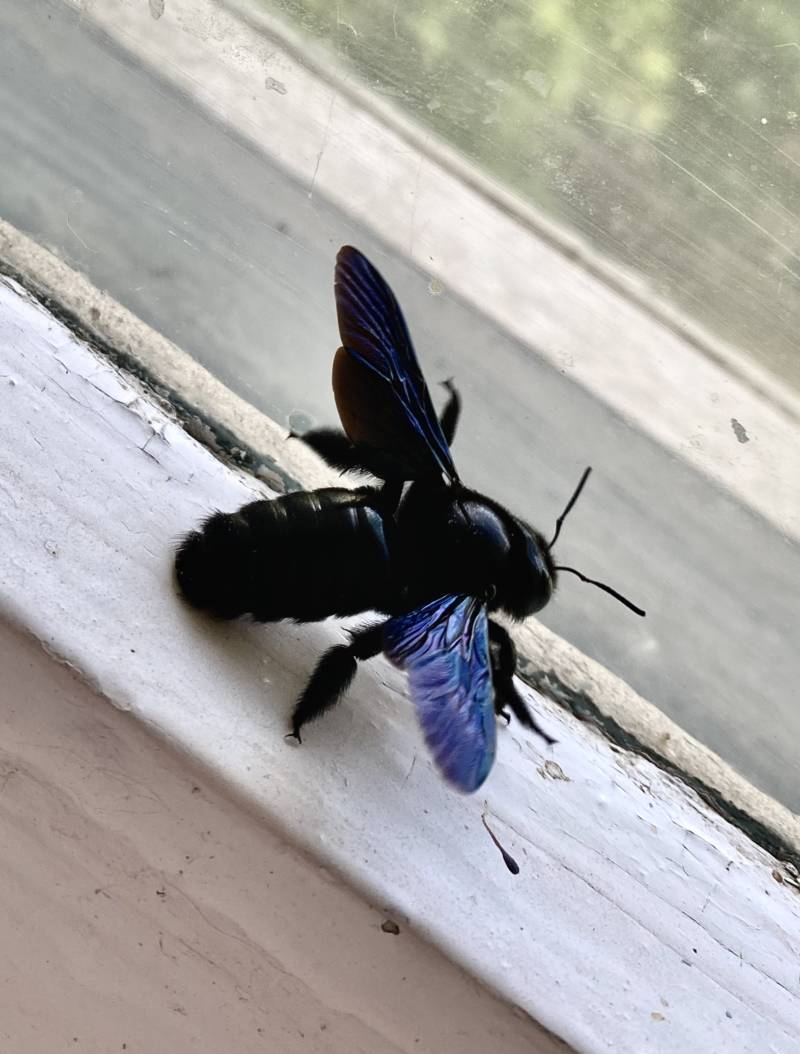 Пчела-плотник: описание, где обитает, чем питается, подвиды, цвета, интересные факты