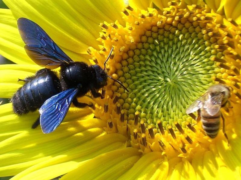 Пчела-плотник: описание, где обитает, чем питается, подвиды, цвета, интересные факты