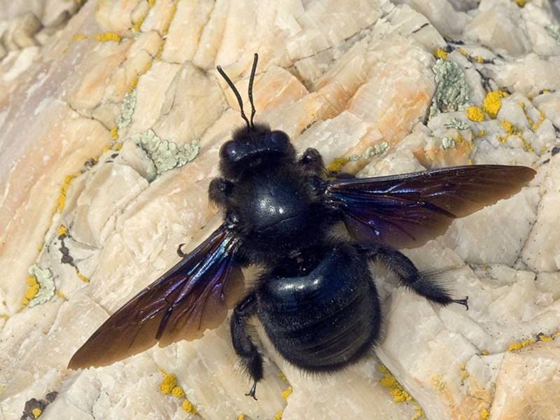 Пчела-плотник: описание, где обитает, чем питается, подвиды, цвета, интересные факты