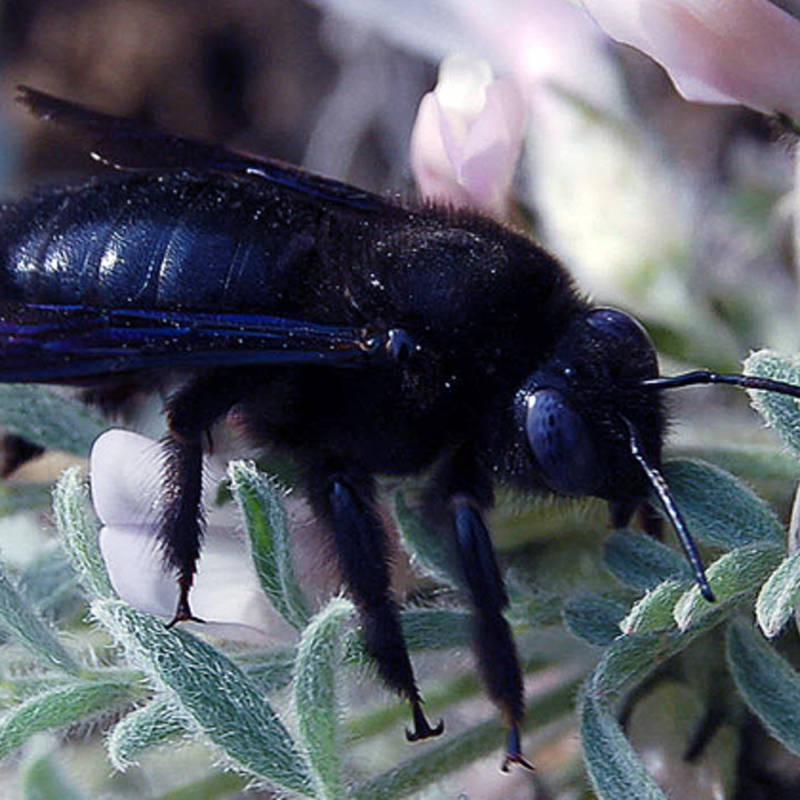 Пчела-плотник: описание, где обитает, чем питается, подвиды, цвета, интересные факты
