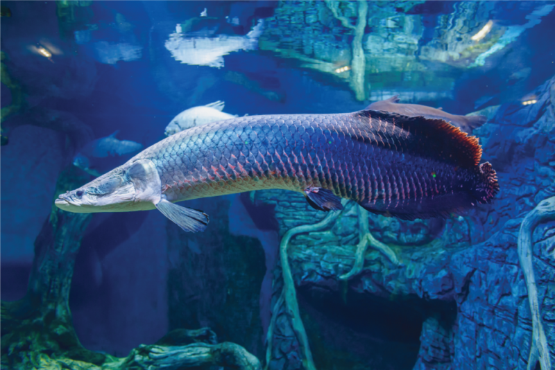 Древняя рыба арапайма: особенности, как выглядит и где обитает